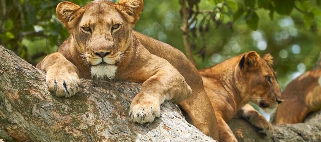 Best 7-Day Uganda Safari Itinerary (Gorillas + Wildlife)
