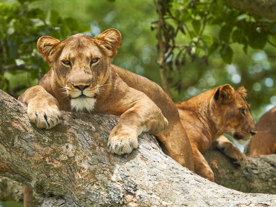 Best 7-Day Uganda Safari Itinerary (Gorillas + Wildlife)