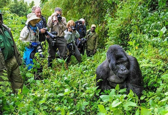 How to Book a Gorilla Trekking Safari in Uganda