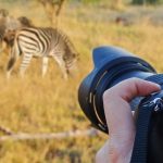 Safari Photography Tips for Beginners