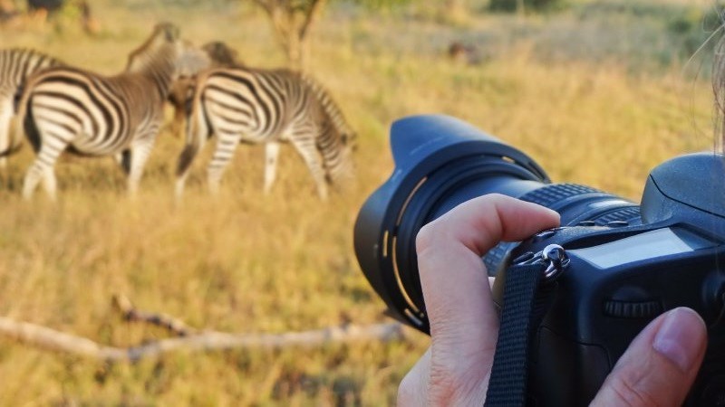 Safari Photography Tips for Beginners