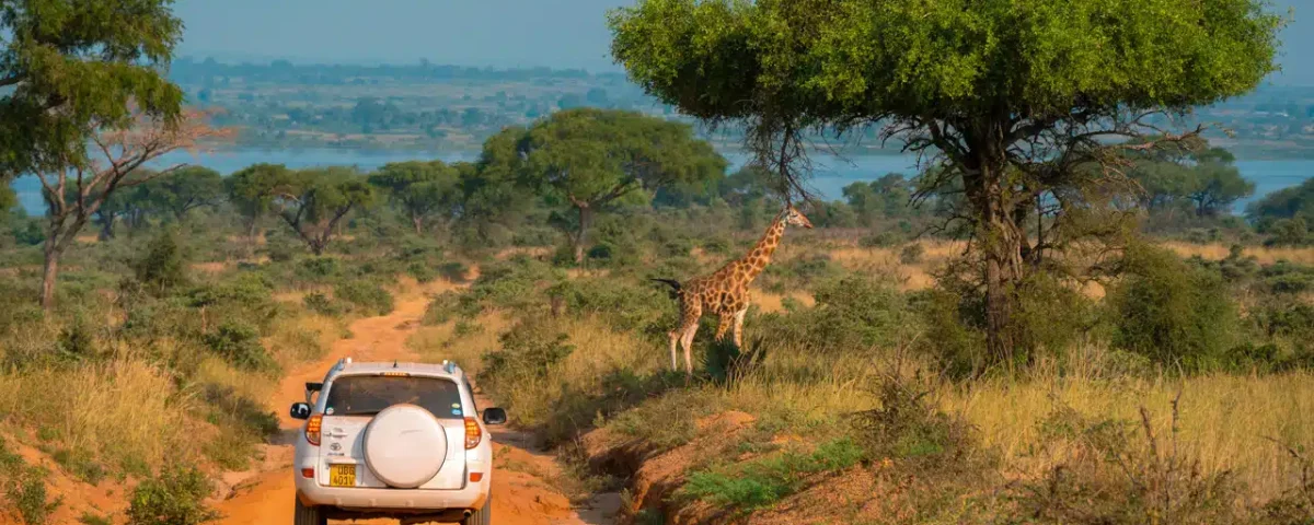 How Much Does a Safari in Uganda Cost?
