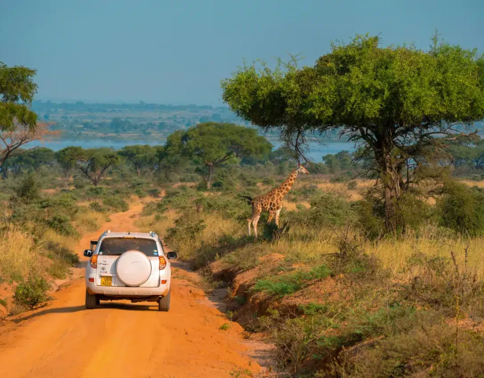 How Much Does a Safari in Uganda Cost?