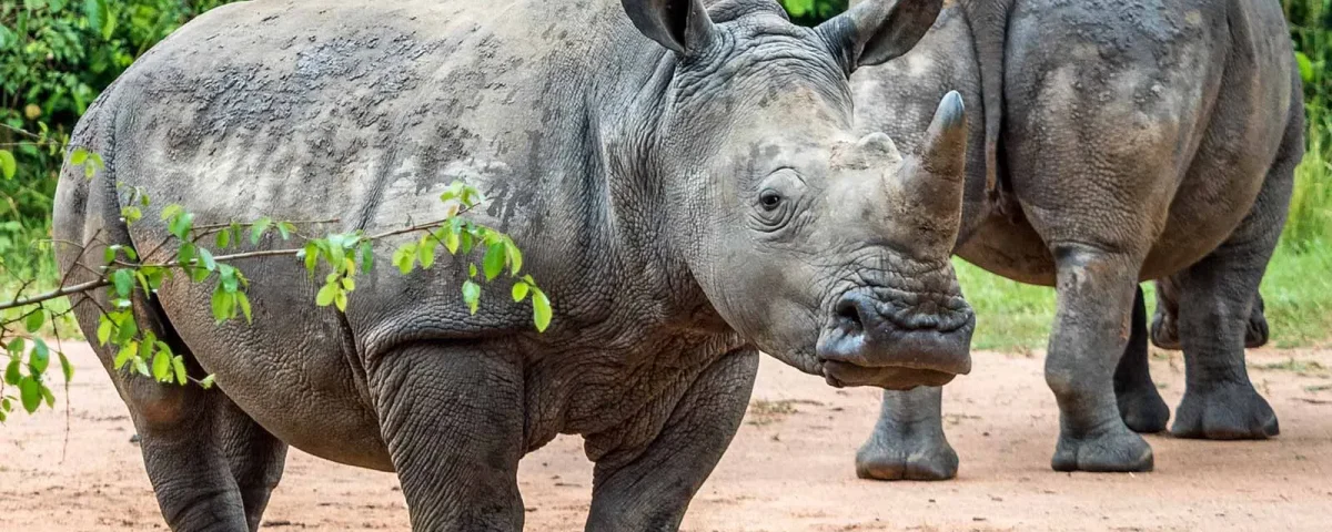 19.Ziwa Rhino Sanctuary: Where to Track White Rhinos in Uganda
