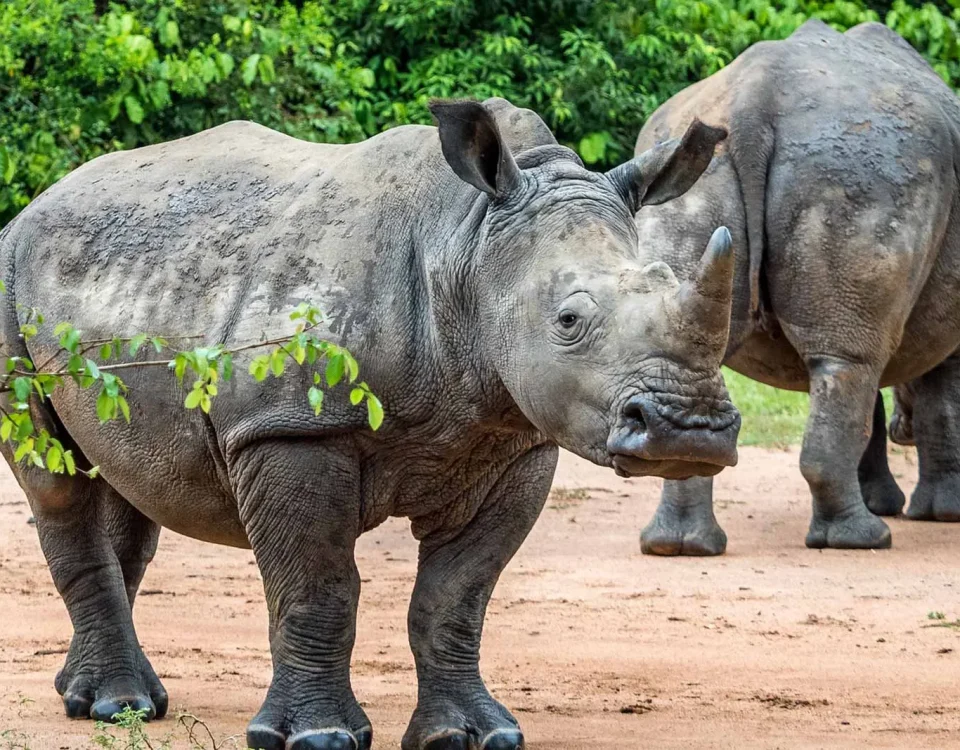 19.Ziwa Rhino Sanctuary: Where to Track White Rhinos in Uganda