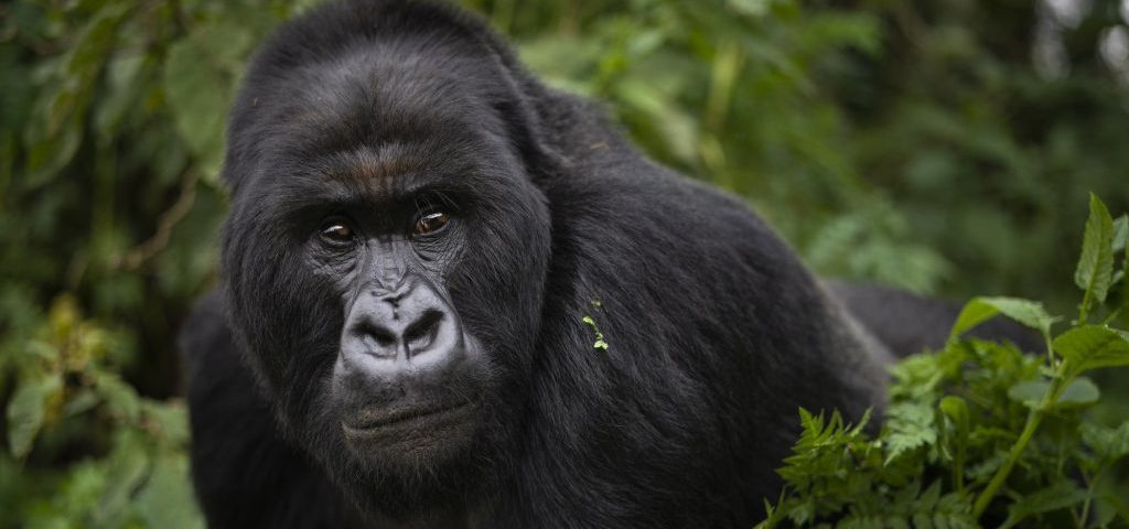 Uganda Safari Prices in 2025