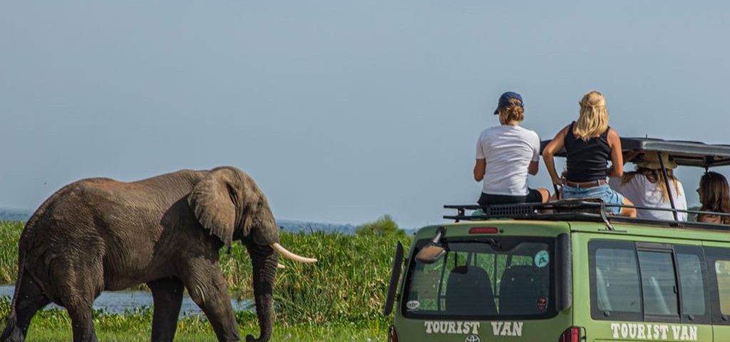 When is the Best Time to Visit Uganda for Safari?