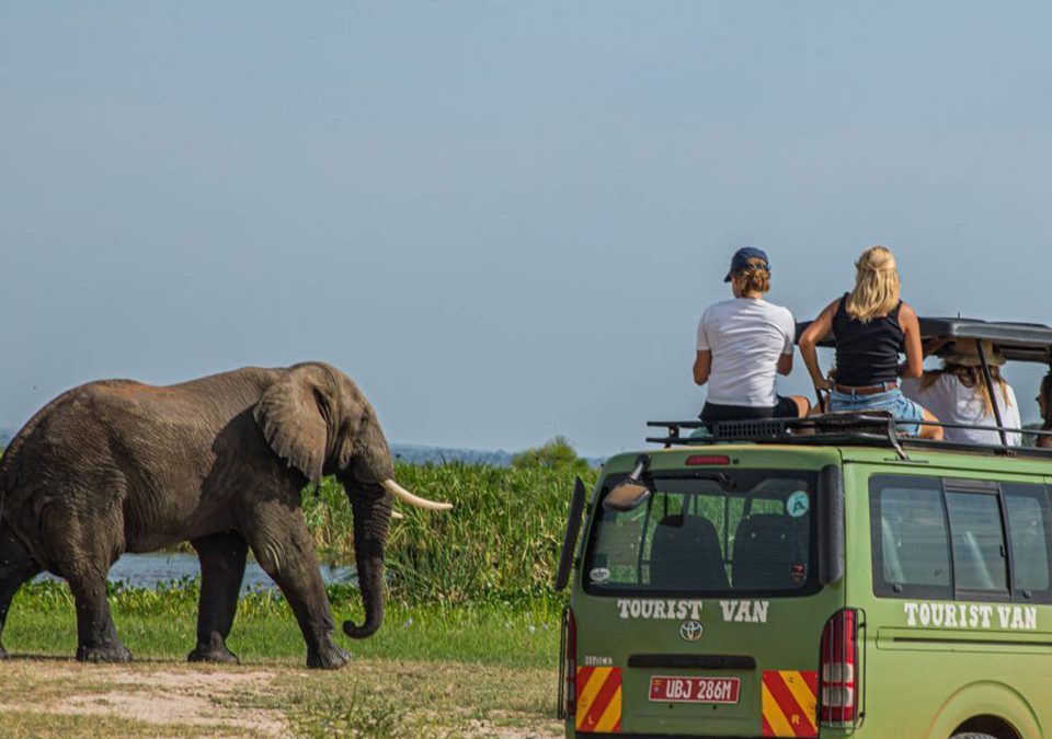 When is the Best Time to Visit Uganda for Safari?