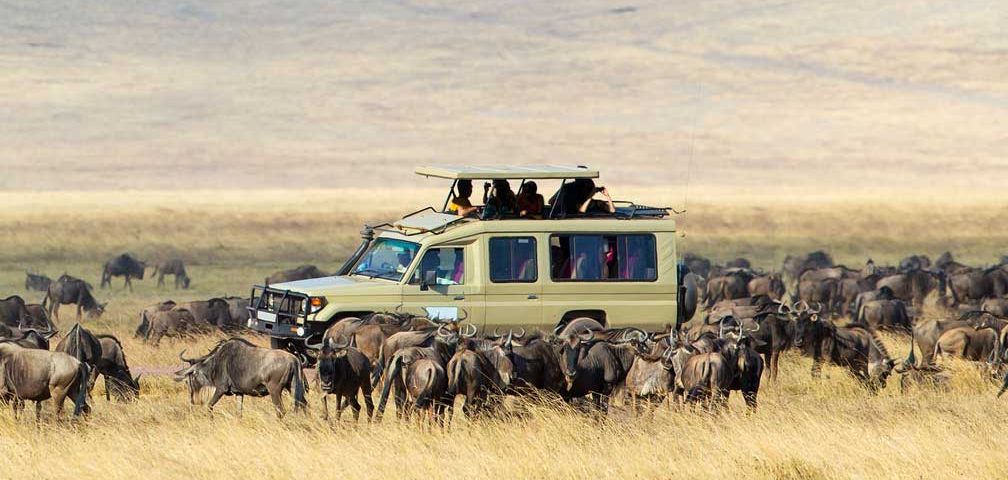 Uganda vs Tanzania Safari