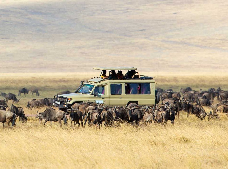 Uganda vs Tanzania Safari