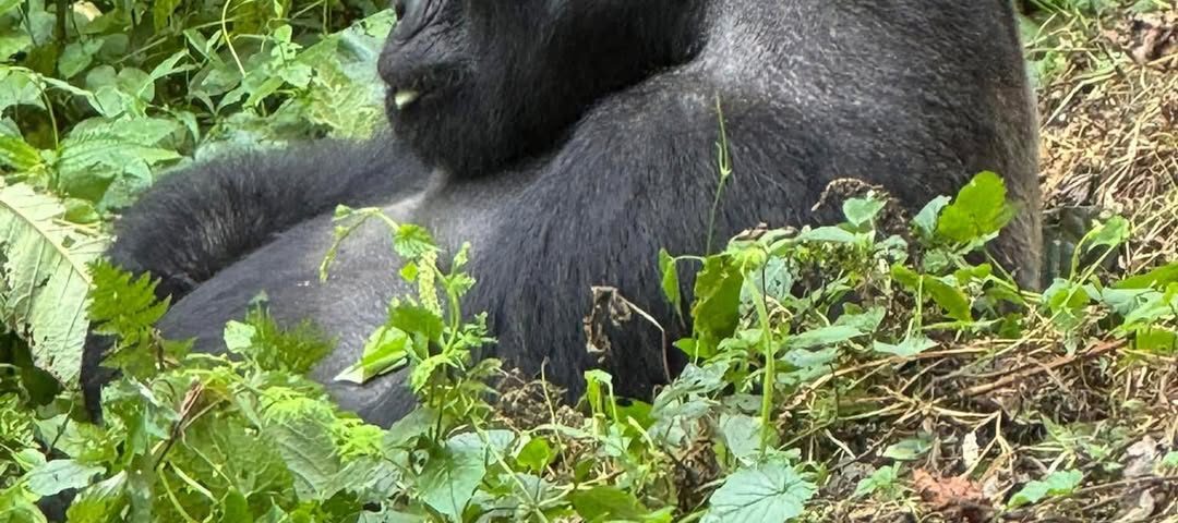 Cheapest Way to See Gorillas in Uganda