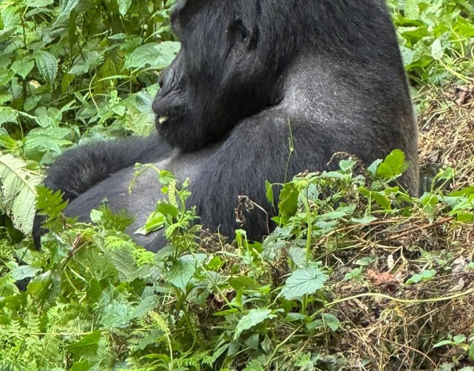 Cheapest Way to See Gorillas in Uganda