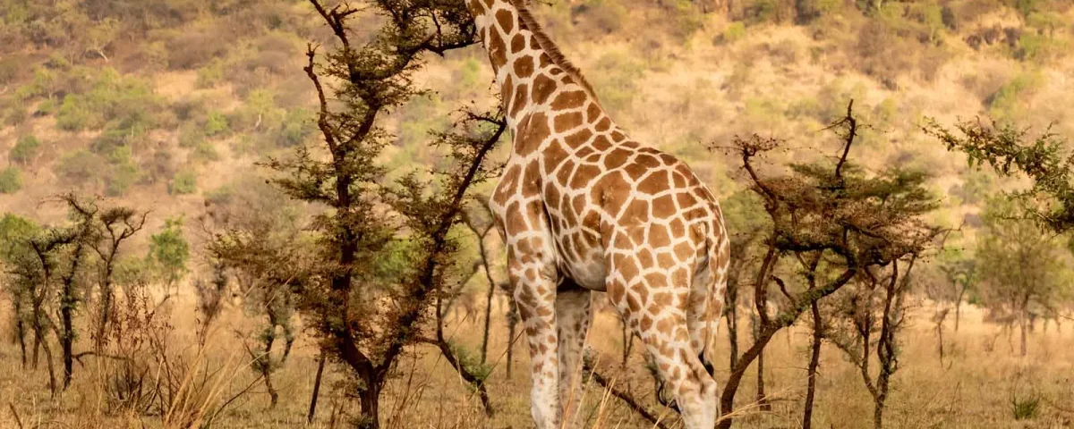 Budget vs Luxury Safari in Uganda