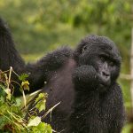 Uganda Gorilla & Wildlife Safari