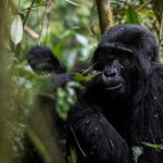 Uganda Gorilla & Wildlife Safari