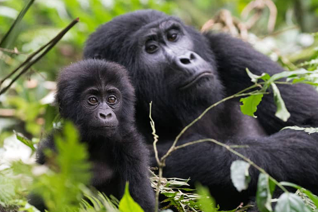Uganda Gorilla & Wildlife Safari