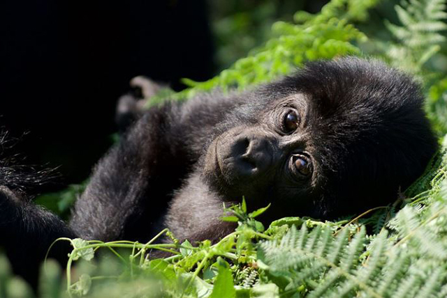 Uganda Gorilla & Wildlife Safari