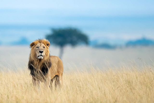 Uganda Gorilla & Wildlife Safari