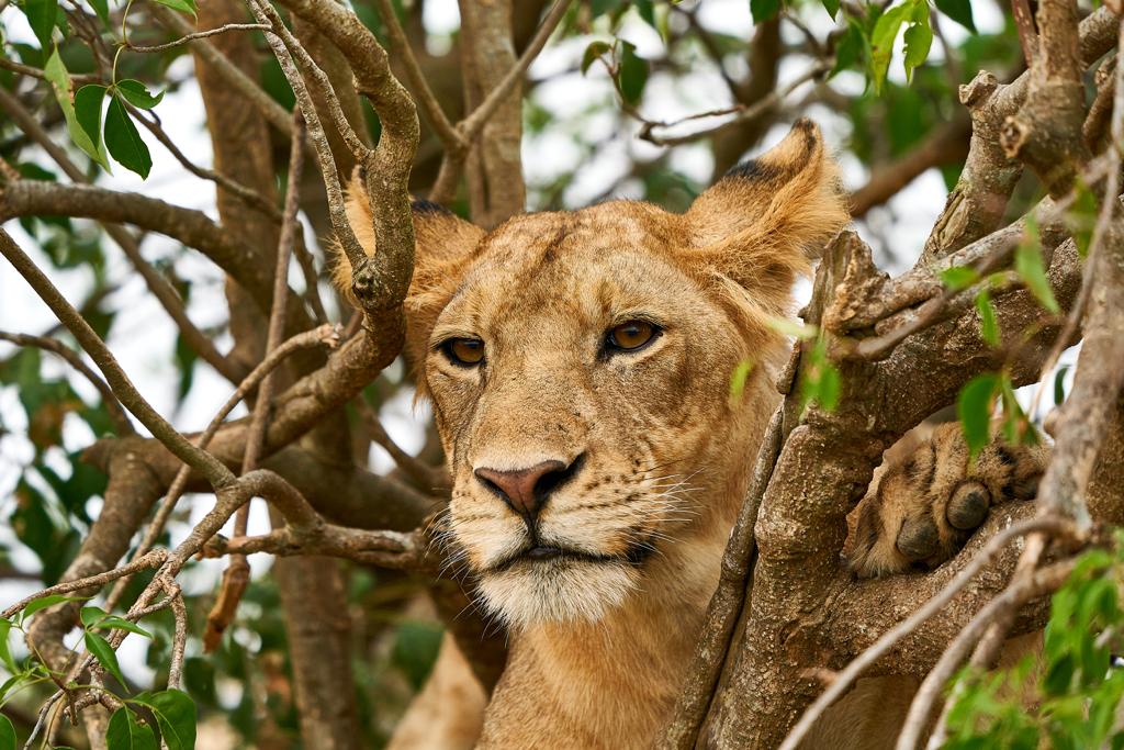 Uganda Gorilla & Wildlife Safari