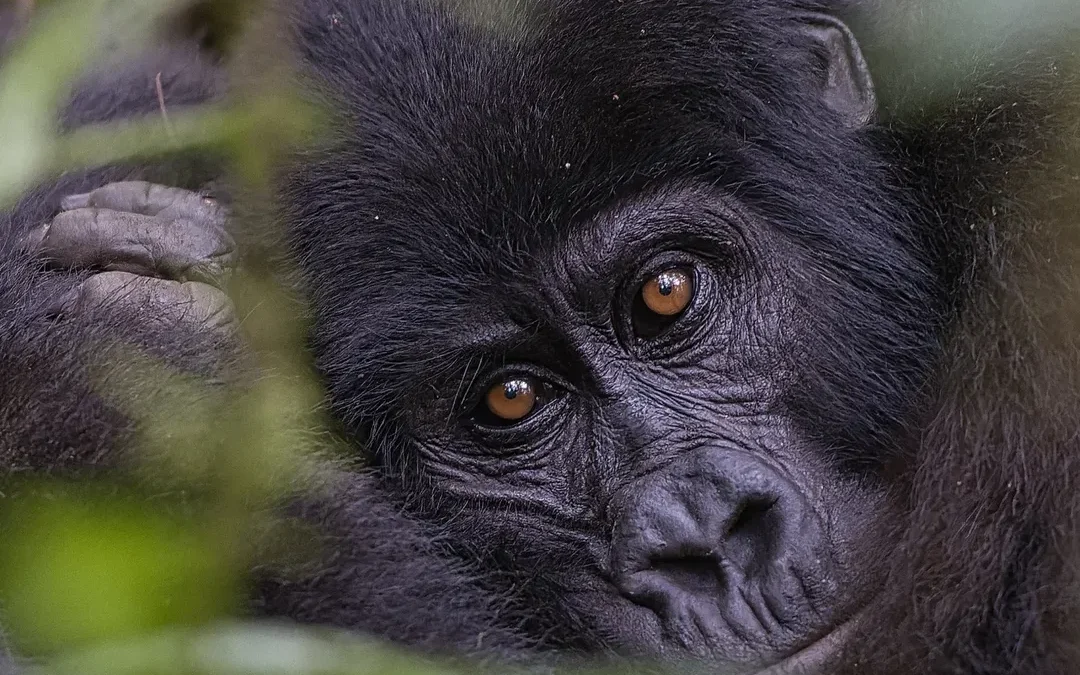 gorilla and chimpanzee trekking safari