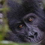 gorilla and chimpanzee trekking safari