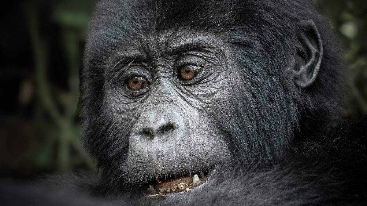 Uganda safaris tour holidays