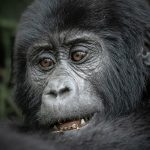Uganda safaris tour holidays