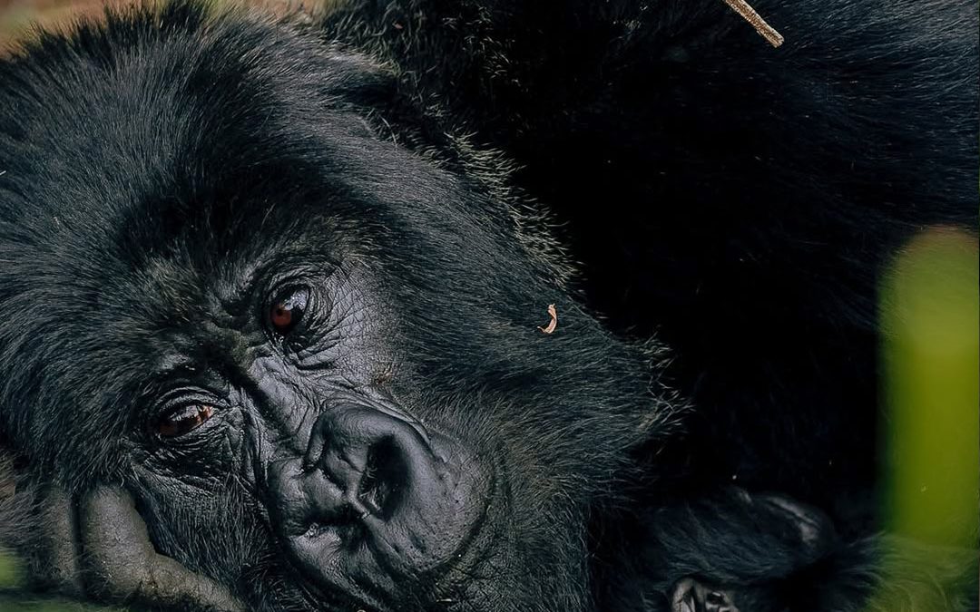 2-Day Gorilla Tracking Safari