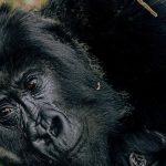 2-Day Gorilla Tracking Safari
