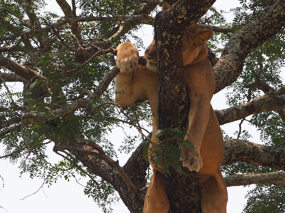 7 Days Uganda gorilla and wildlife