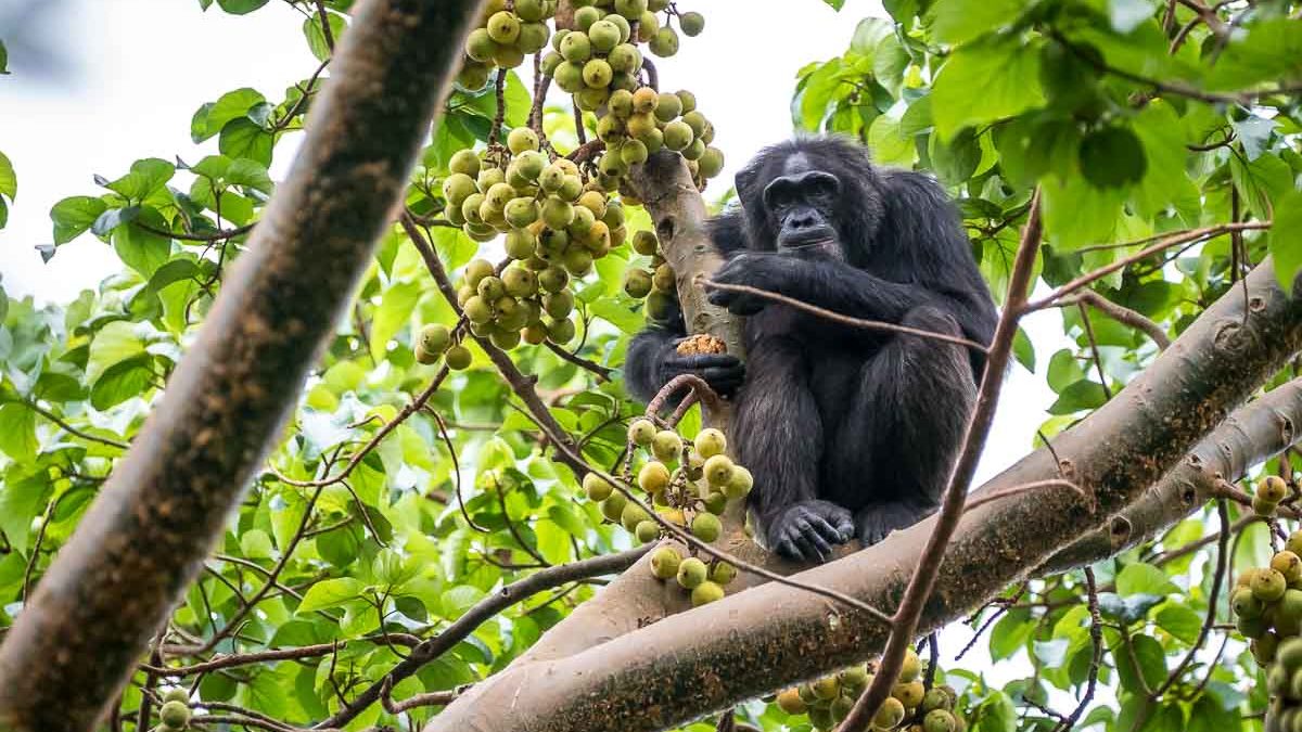 Chimpanzee Trekking and Primate Walk