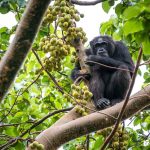 Chimpanzee Trekking and Primate Walk