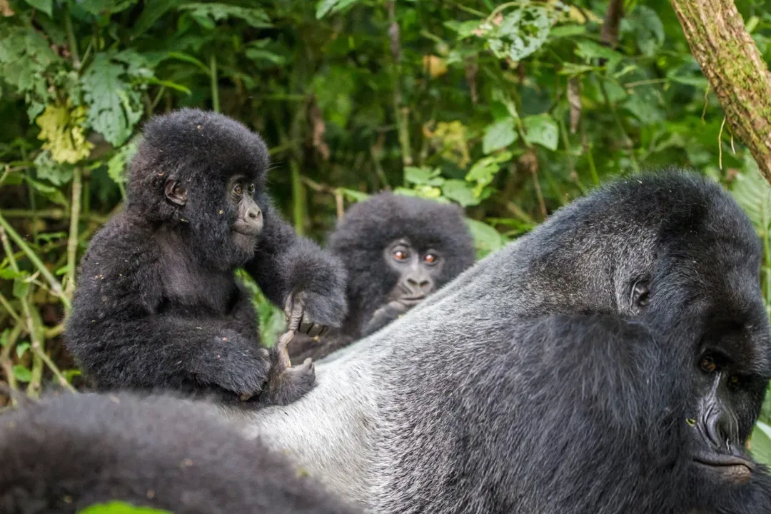 2-Day Gorilla Tracking Safari