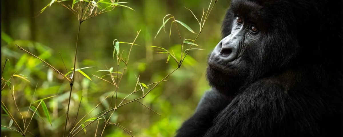 Uganda Gorilla Trekking Price