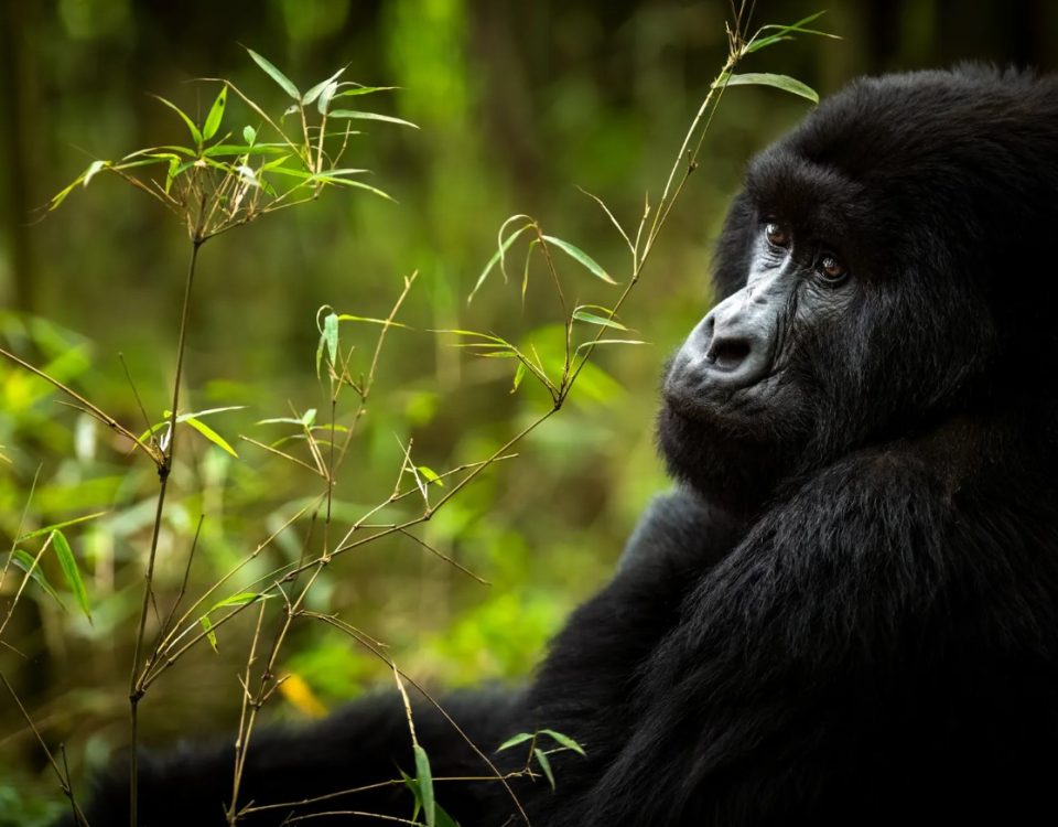 Uganda Gorilla Trekking Price