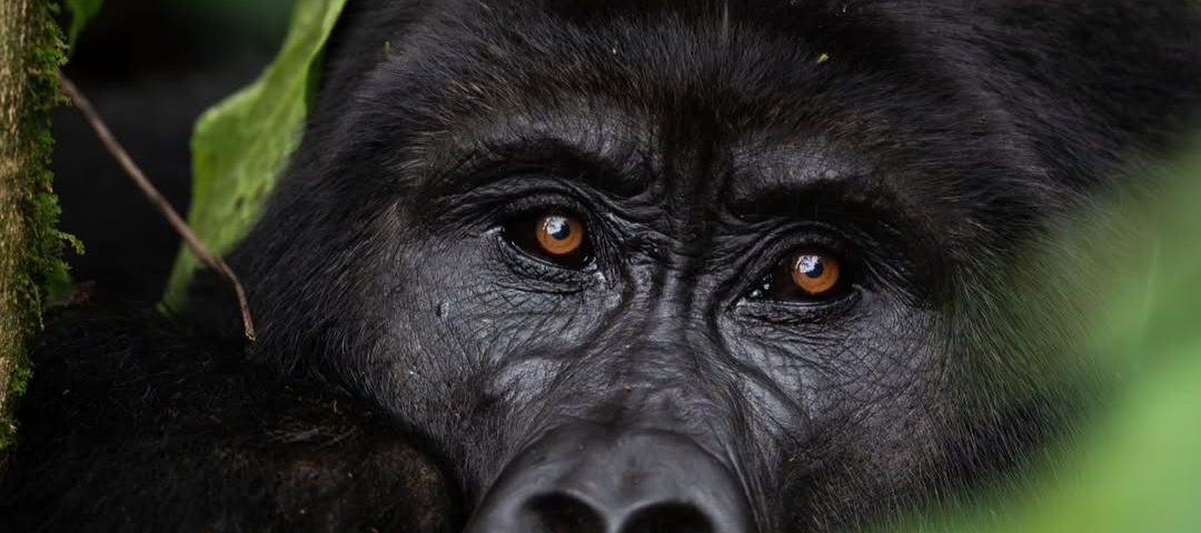2 Days Discount Gorilla Trekking Tour
