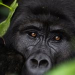 2 Days Discount Gorilla Trekking Tour