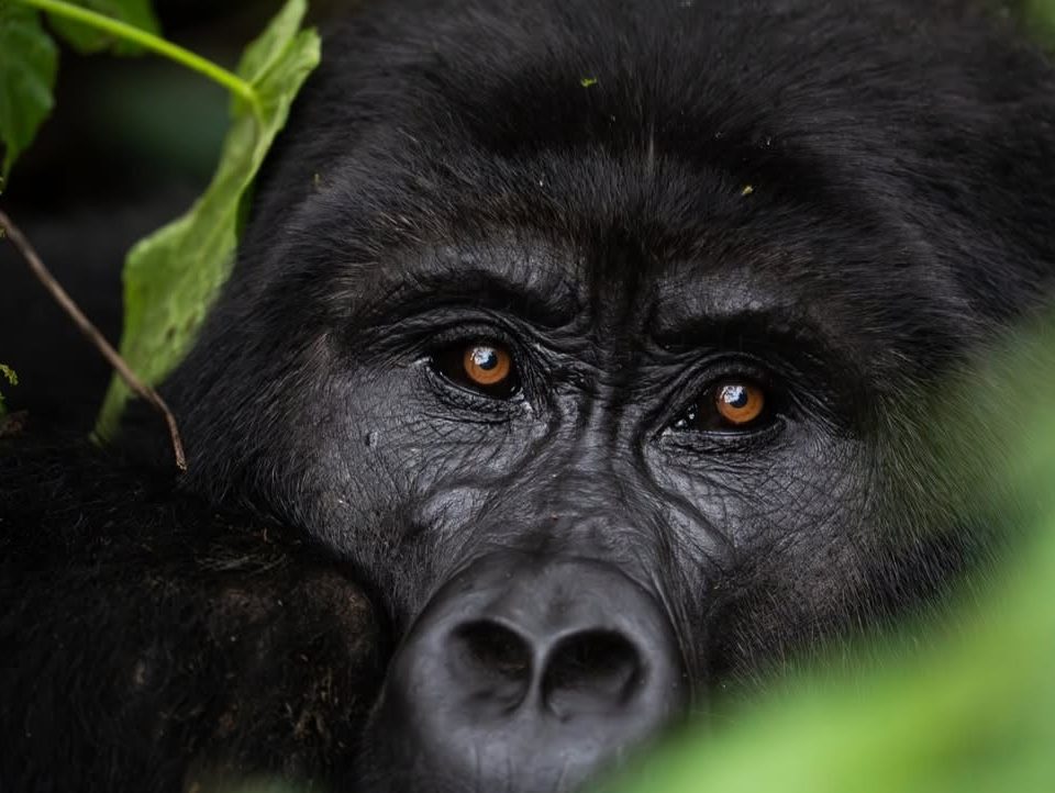 2 Days Discount Gorilla Trekking Tour