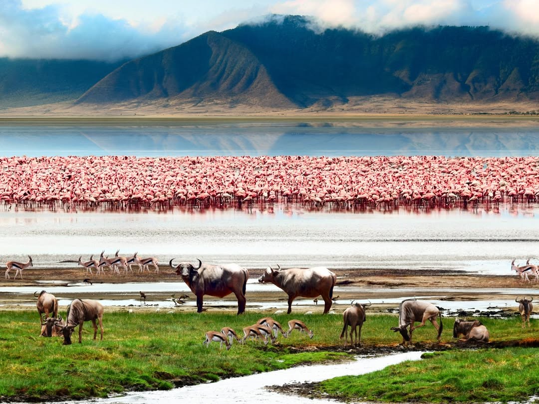 Safari in the Ngrorongoro Crater