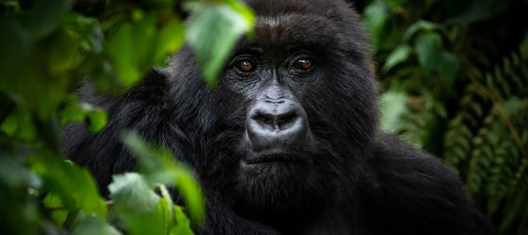 Rwanda Uganda Travel Packing