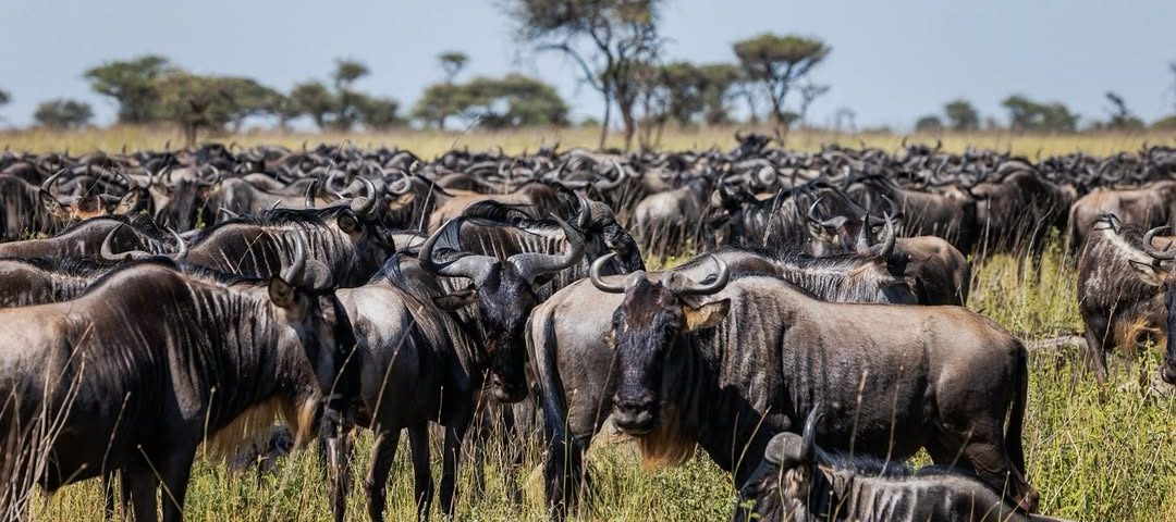 gorilla trekking and wildebeest migration
