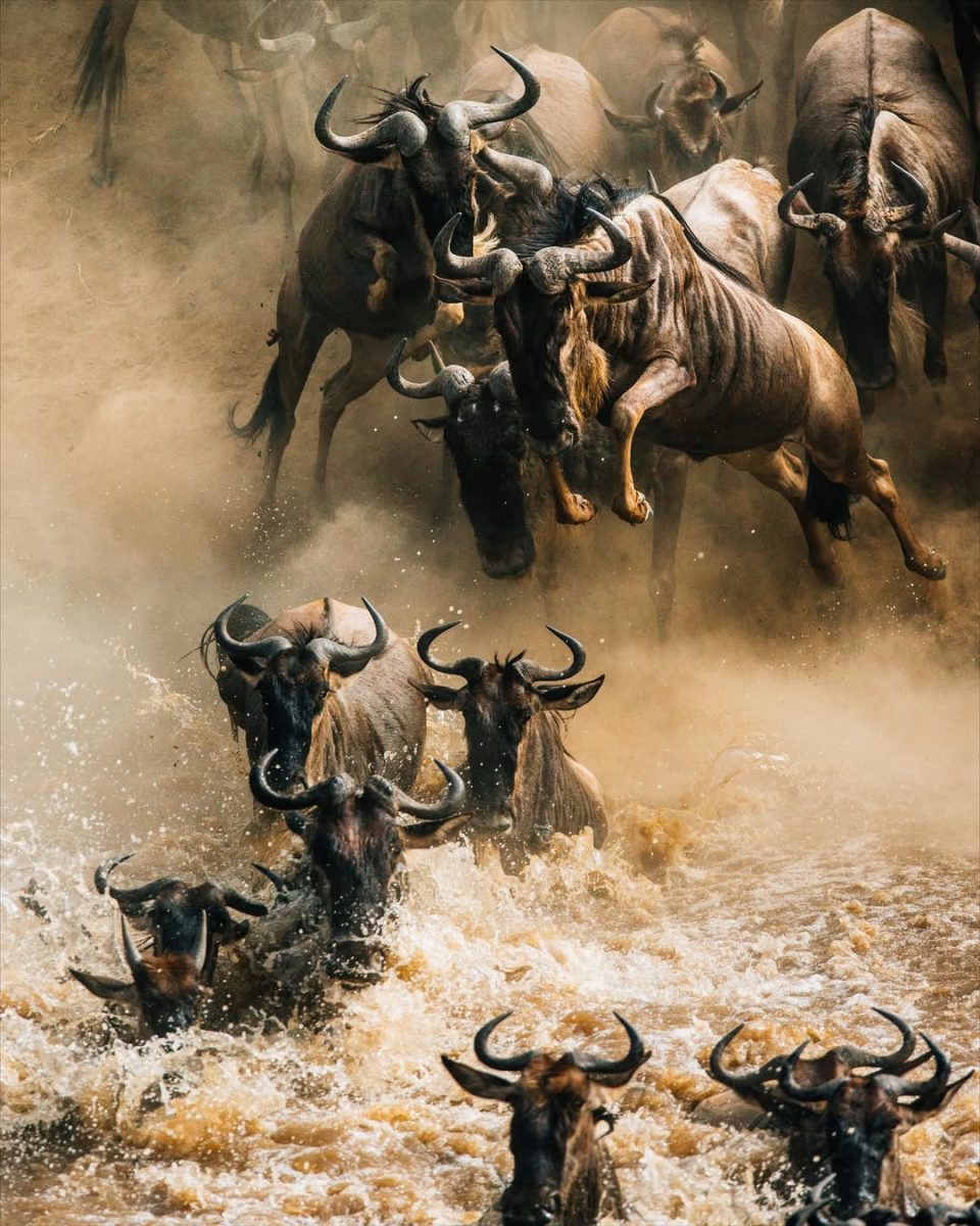 gorilla trekking and wildebeest migration